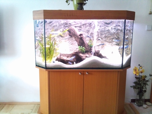 akvarium-panorama.jpeg