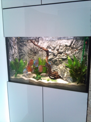 akvarium-s-tercovci.jpeg