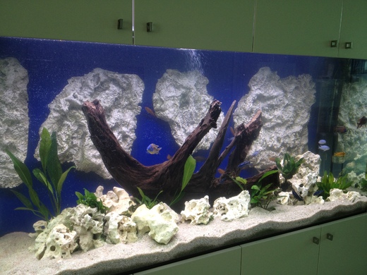 akvarium-s-tlamovci-2.jpeg