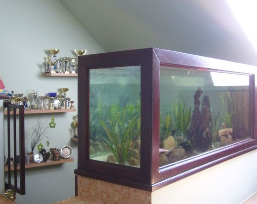 akvarium37.jpg