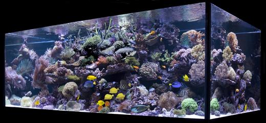 mořské akvárium 2160 litrů
