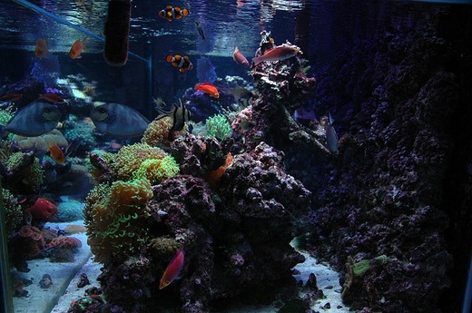 mořské akvárium pohled z boku